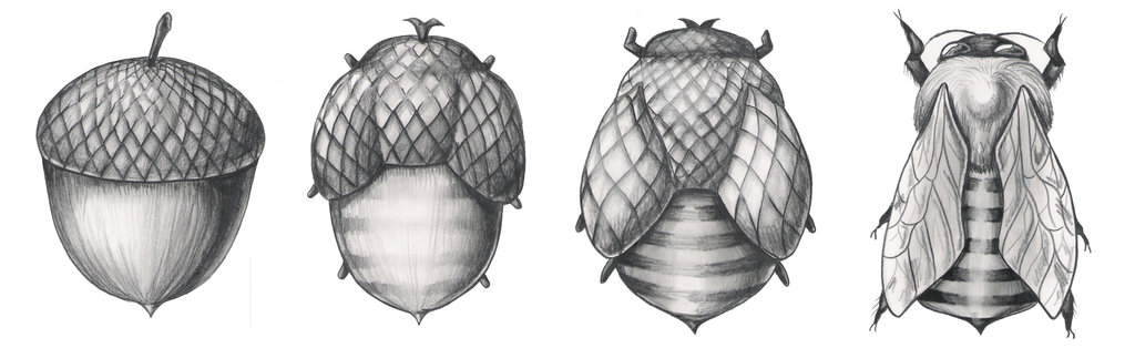 Four progressive images of an acorn turning into a bumble bee.